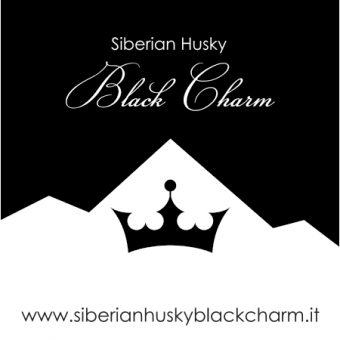 siberian_husky_black_charm_logo