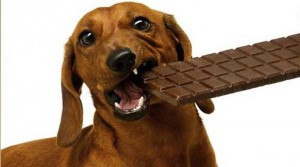 cani e cioccolata