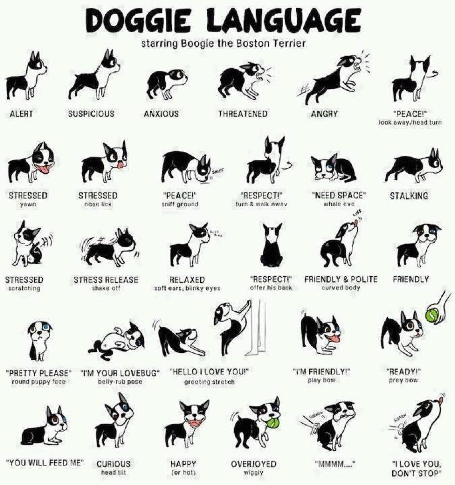 Список команд для собак. Команды для собак жестами. Язык жестов собак. Собака с языком. Различные команды для собак.