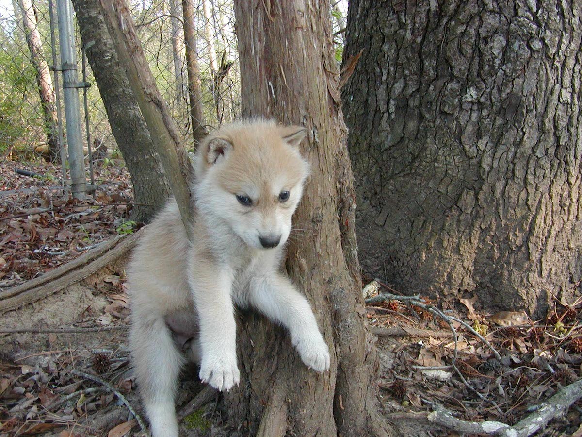 Il Lupo Grigio O Lupo Grigio, Canis Lupus Immagine Stock - Immagine di