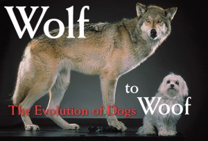 wolf and dog
