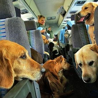 dogs-on-a-plane